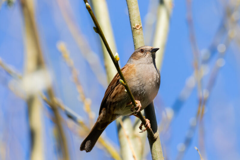 Accenteur mouchet en baie de Somme